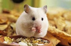 梦见喝中药怎么回事 梦见喝中药有什么预兆