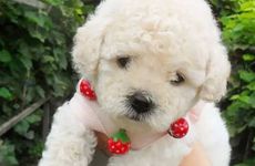 2022年生肖狗会遇到一个人 属狗人虎年命定的缘分是谁