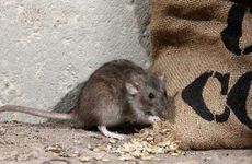 2023年属鼠的刑太岁怎么化解 如何化解太岁