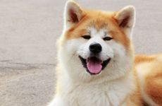 82年属狗车牌照号什么数字好 哪个方位的车位旺属狗的