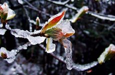 立春的美食有哪些 春卷寓意着什么美好的意义