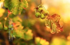 秋分节气吃什么传统美食 秋菜汤圆最为普遍