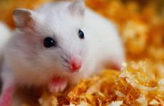 梦见自己走过路两边都是坟墓