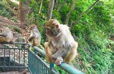 属猴人的三合生肖