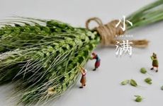 2024年小满天气预报 关于小满的常识可千万不要记错