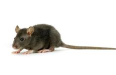 梦见鱼鹰虾笼　周公解梦之梦到鱼鹰虾笼