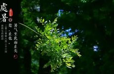 梦见梧桐怎么回事 梦见梧桐有什么预兆