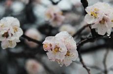 中国历史上皇帝属相 自古帝王都是什么属相