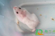 几月属鼠人最有福气