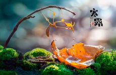 2023年寒露吃啥子大全