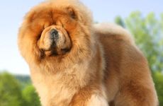 生肖狗2022年天降四喜，人逢喜事精神爽