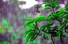 谷雨节气的民间习俗及养生攻略