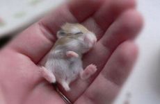 属鼠的男性遇上属牛女会变成妻管严吗