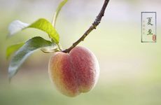 夏至节气的民俗活动及养生秘诀