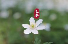 2024年立春时间是白天还是黑夜 2024年立春在上午还是下午