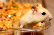 1972年属鼠桑柘木命与83年属猪大海水命合吗