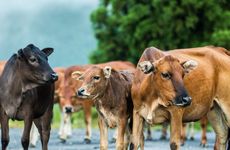 1997年属牛人的最佳婚配表