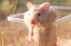 1972年属鼠女52岁以后婚姻状况