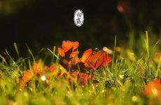 2022年北方白露还热吗 2022白露以后北方热不热了