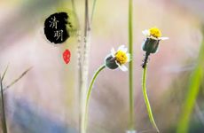 清明节不宜做什么事 清明节的禁忌有哪些