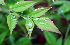 清明祭奠亲人的菊花买单数还是双数