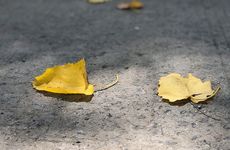 梦见桌球 撞球周公解梦，梦见桌球 撞球是什么意思？