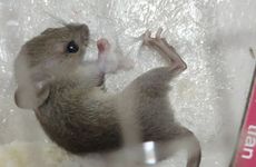 梦见砍伐大树好不好 梦见砍大树是什么征兆