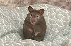 属鼠和属鼠的婆媳关系好吗