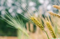 小满节气前一天是绝日吗？四绝日是哪四天？