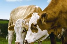 1985年属牛人哪一年发大财