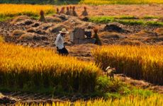 梦见主婚人怎么回事 梦见主婚人有什么预兆