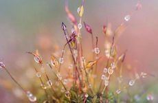 2023年寒露养生茶饮大全