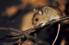 属鼠女的属相婚配表大全