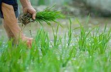 哪个生肖不宜养龟？什么属相不适合养乌龟？