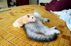 金钱龟放财位好吗 金钱龟放在家里哪个位子好