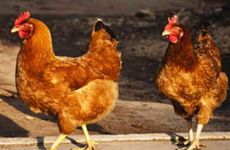 2025鸡和什么属相冲相克呢 鸡和什么属相相冲