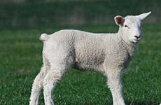 1991年属羊人最旺的一年 虎年、蛇年、马年