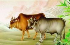 烤箱使用的13大禁忌有哪些？如何选择电烤箱？