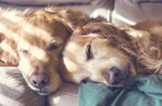 属狗的三个孽缘生肖？属狗的孽缘生肖是什么？