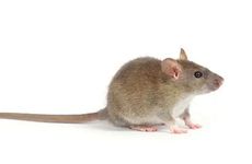 96年属鼠最佳结婚年龄