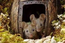 1996年属鼠人哪些年份能遇到另一半