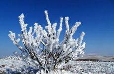 立春为什么叫春打六九头？2022立春可不可以订婚？