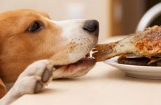 70年属狗53岁有一灾 70年狗2024年53岁有什么灾难