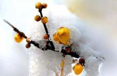 2022年腊月初九能搬家吗 2022年腊月初九可以搬家吗