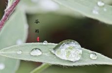 2024年谷雨节气这天出行外出好不好？香椿芽谷雨后还能吃吗？