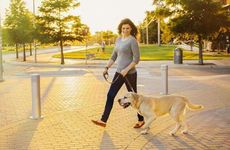 属狗在工作中害怕遇到什么事情