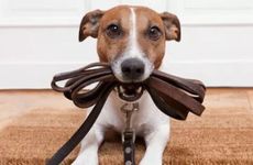 2025年属狗人几月最倒霉