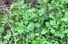 2023年祝端午节高兴的短信贺词 2023年端午节祝福短信