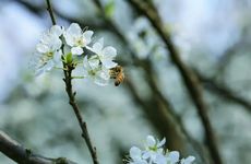 2022年白露节气可以理发吗 理发的讲究事项