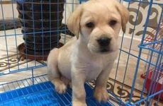 属狗人2025年高考运势如何 2025年属狗人如何提升考试运